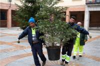 Unos operarios retiran un árbol de navidad el pasado mes de enero