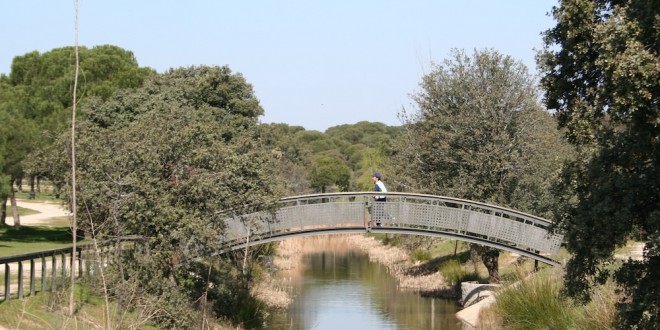 Carrera popular en Las Rozas